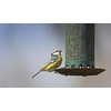 image:image51041 40Pound Bag Black Oil Sunflower Wild Bird Food